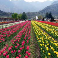 Tulip Garden